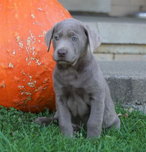 AKC Registered Silver Labrador Retriever For Sale Sugarcreek, OH Male- – AC Puppies LLC