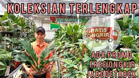 KOLEKSIAN TERLENGKAP MURAH PULA ADA PROMONYA LOH JANGAN SAMPAI