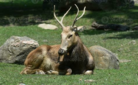 Pere Davids Deer Sleeping In A Field 32418627 Stock Photo At Vecteezy