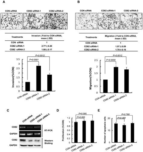 Silencing Of CD82 Promoted Invasion And Migration Of HTR8 SVneo Cells