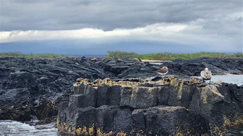 2023 Galapagos Outer Loop Cruise - Punta Espinoza, Galapagos Islands ...