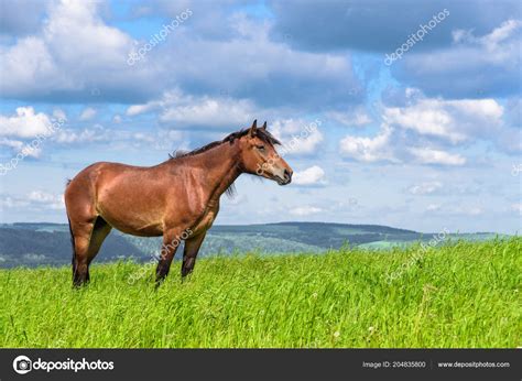 Horses Standing In A Field Horse Standing Field — Stock Photo