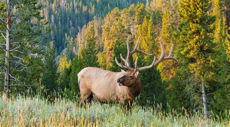 How To Get Utah Elk Hunting Tags West Canyon Ranch