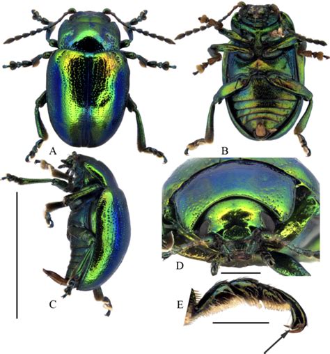 Palaearctic Leaf Beetle Chrysolina Fastuosa Coleoptera Chrysomelidae