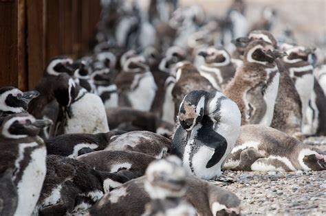 Comenzaron A Llegar Los Primeros Pingüinos A Punta Tombo Y El Sábado Se