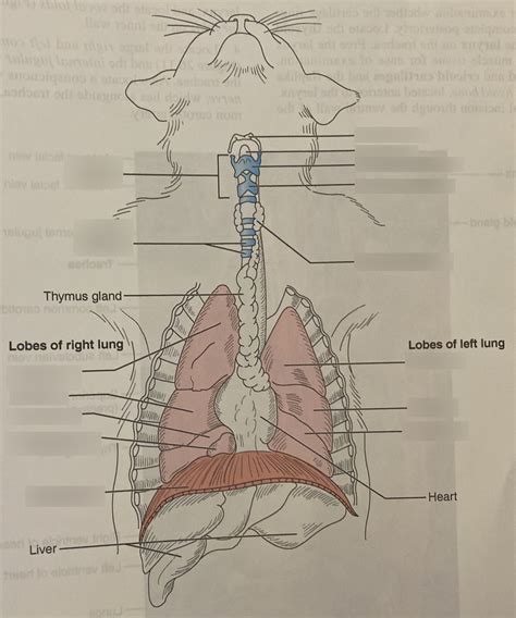 Bio Respiratory System Of Cat Diagram Quizlet