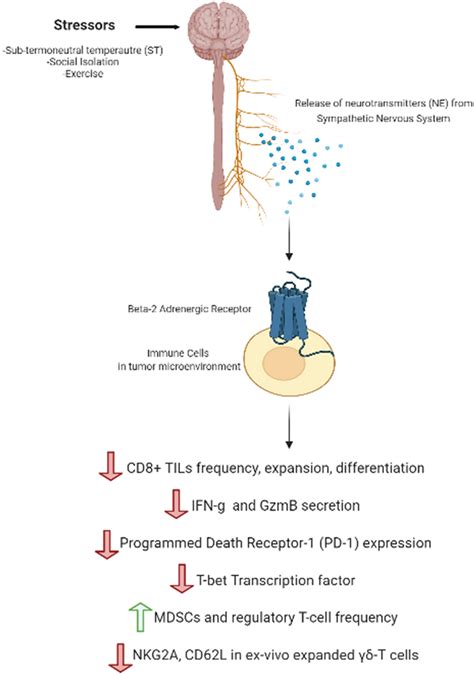 Physiological And Psychological Stress Leads To Upregulation Of β2 Ar