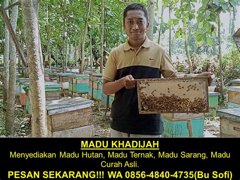 Penghasil Madu Pusat Jual Peternakan Sarang Lebah Madu