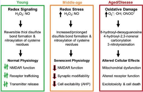 Altered Redox Homeostasis From Signal Transduction To Oxidative Download Scientific Diagram