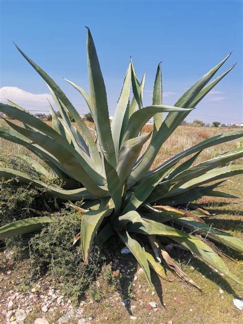 Pulque Agave From Parque Industrial Solidaridad 99056 Fresnillo Zac