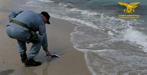 Positano Notizie Squalo Spiaggiato A Calasetta Prima Di Morire Con