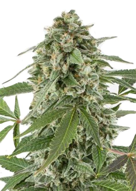 Xxl Boombastic Autoflower Strain Info Xxl Boombastic Autoflower Weed