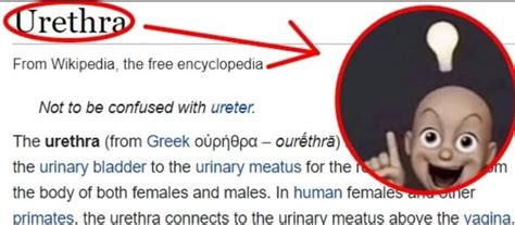 Uretha Meme Urethra Know Your Meme