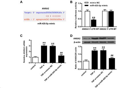 Anxa2 Was Targeted By Mir 425 5p A Shared Common Sequences Between