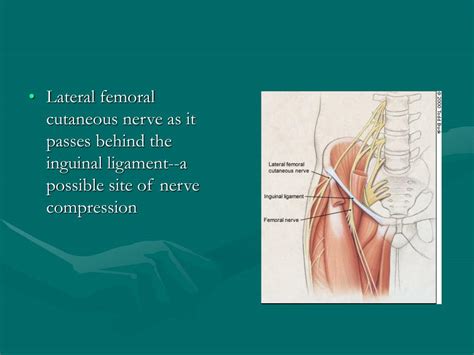 Ppt The Musculoskeletal Examination In The Elderly Powerpoint Presentation Id173839