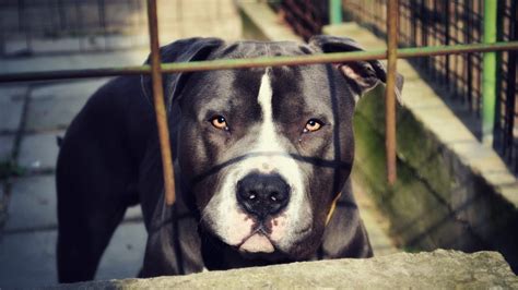 Perro Pitbull Mata A Beb De A Os Cuando Lo Intent Acariciar En