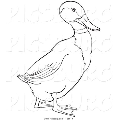 Clip Art of a Drake Mallard Duck on Ground - Black and White Line Art ...