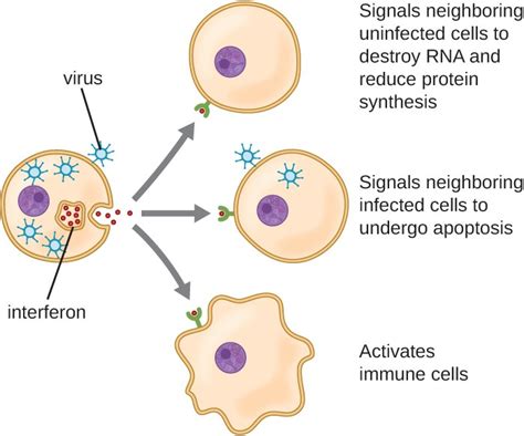 Chemical Defenses Microbiology