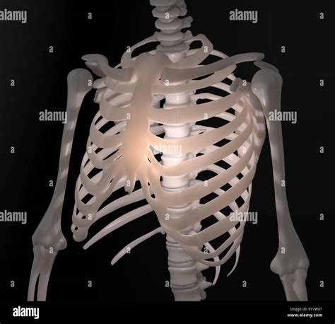 Human skeleton - chest anatomy illustration Stock Photo - Alamy