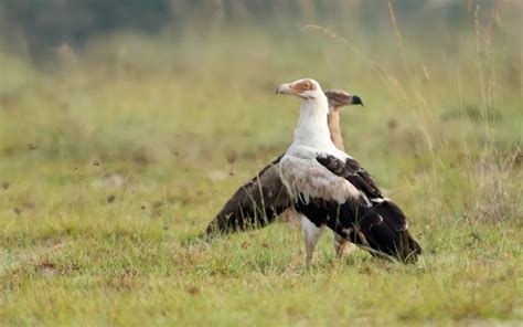 Best Guide To Birding In Murchison Falls National Park 2023 2024