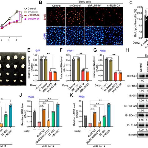 Zc H Is Required For Proliferation And Shh Signaling In Cgnps A