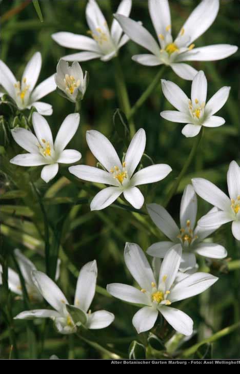 Dolden Milchstern Ornithogalum Umbellatum Im Alten Botanischen Garten