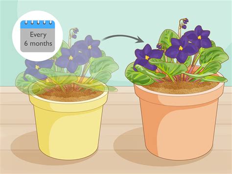 Easy Ways To Make African Violet Soil Mix Steps