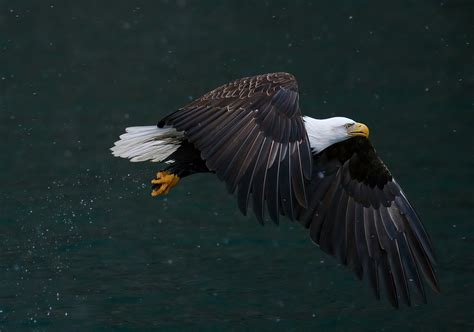 Searching For Dinner 2023 Alaska Magazine Photo Contest Sponsored By