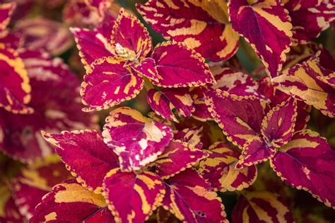 Coleus Como Plantar E Cuidar Para A Esp Cie Estar Sempre Bela