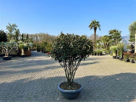 Photinia Fraseri Red Robin Multistam Palmexpert Nl