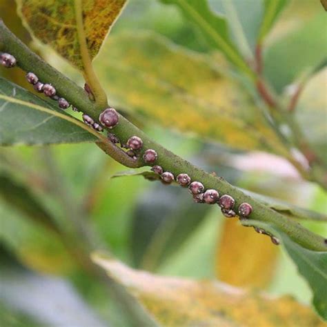 Come Eliminare Le Cocciniglie Dalle Piante Ornamentali