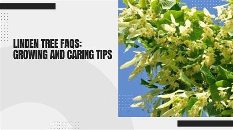 Linden Tree Faqs Growing And Caring Tips Youtube