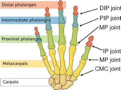 Anatomy Of Thumb Joint