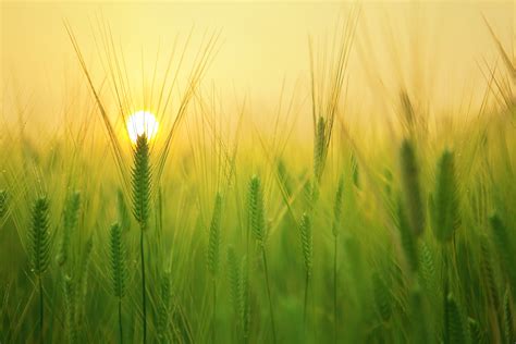 Free Images Landscape Nature Growth Sun Sunrise Farm Meadow