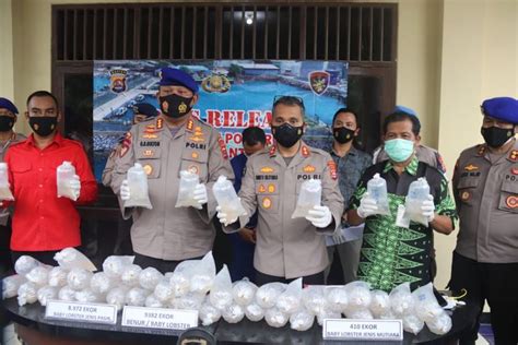 Ditpolair Polda Banten Kembali Gagalkan Penyelundupan Benih Baby