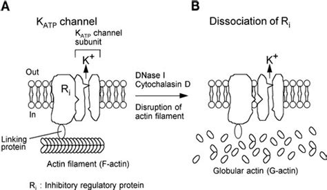 Atp Sensitive K Channels In Pancreatic Cardiac And Vascular Smooth