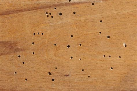 What Do Termite Larvae Look Like