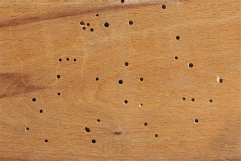 What Do Termite Holes Look Like Termite Kick Out Holes In Atlanta Ga