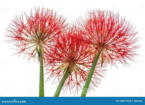 Blood Flowers Also Known As Powder Puff Lilies Stock Image Image Of