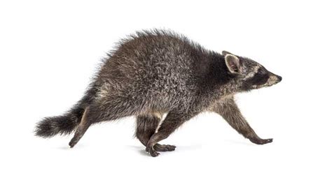 How High Can A Raccoon Jump Are Raccoons Good Climbers