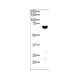 Anti DELTA 4 Antibody A00875 2 IHC Validated Bosterbio