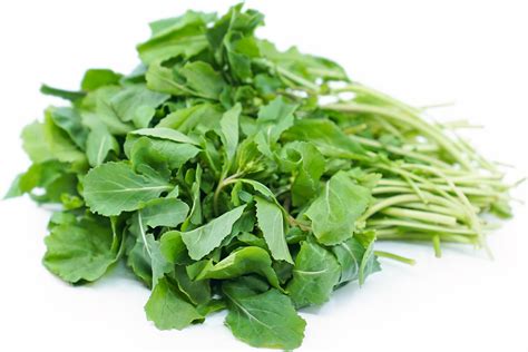 Arugula Information and Facts