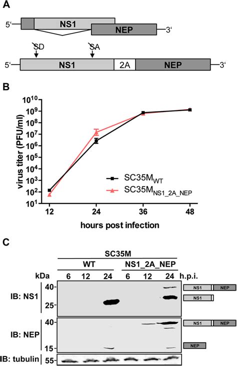 Ptv 1 2a Mediated Processing Of Ns1 And Nep Does Not Compromise Viral