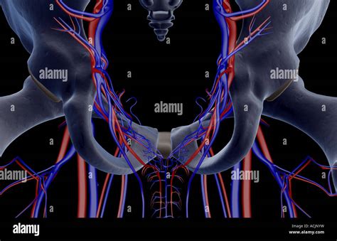 Blood Vessels Pelvis Hi Res Stock Photography And Images Alamy