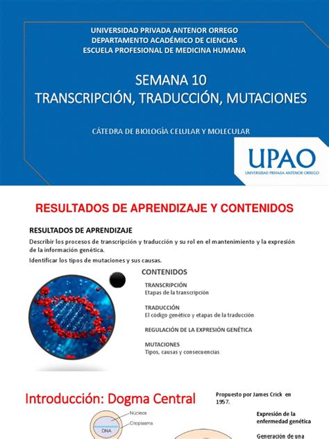 Semana 10 Transcripción Traducción Y Mutaciones Pdf Traducción Biología Codigo Genetico