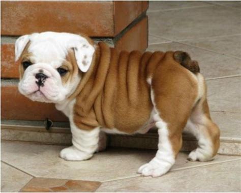 Cute English Bulldogs Puppies