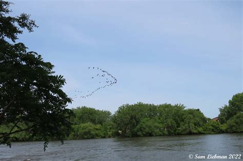 Canada Geese Bernaches Du Canada 8544 Copy JpgS Sam Liebman Flickr