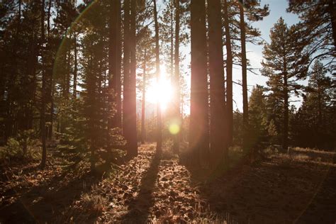 Free Images Tree Nature Forest Light Fog Sunset Mist Night