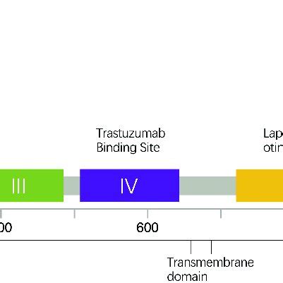 Mutation Site Map Of R W Gene In Tcga Dataset From Cbioportal