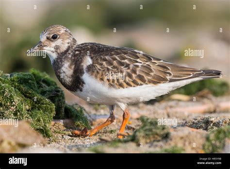 Ruddy Turnstone Arenaria Interpres Juvenile Standing On The Ground